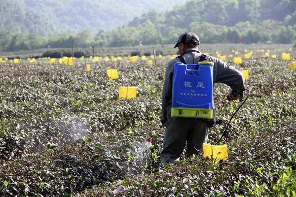 Arbetare på te plantagen — Stockfoto