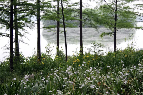 Västersjön — Stockfoto