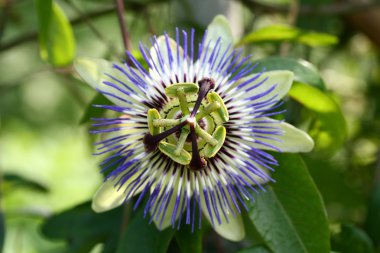 Passiflora coerulea clipart