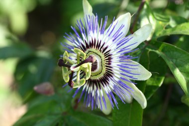 Passiflora coerulea clipart