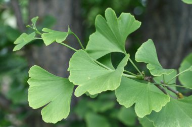 Ginkgo biloba tree clipart