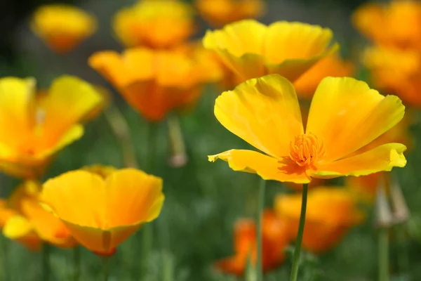 加州罂粟花 — 图库照片