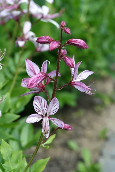 Fraxinella blomma — Stockfoto