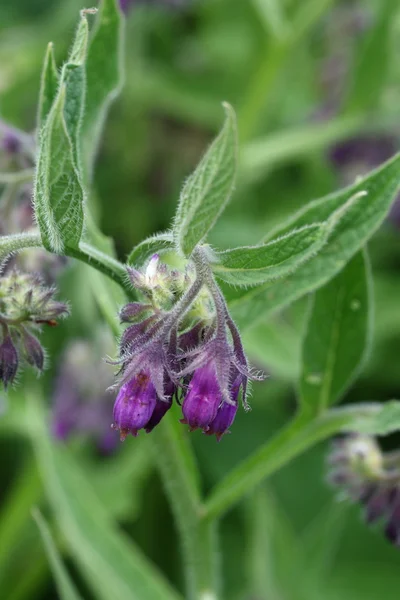 Comfrey flores — Fotografia de Stock