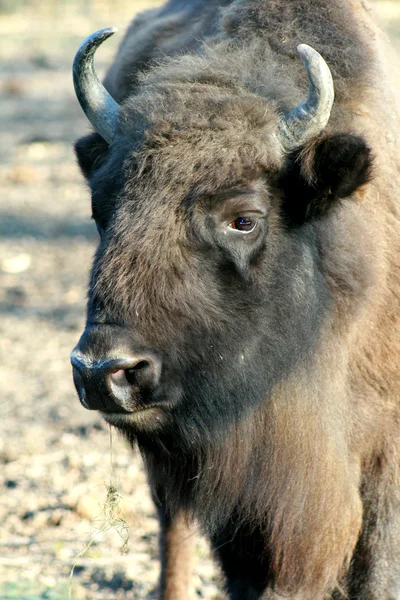 Gran bisonte — Foto de Stock