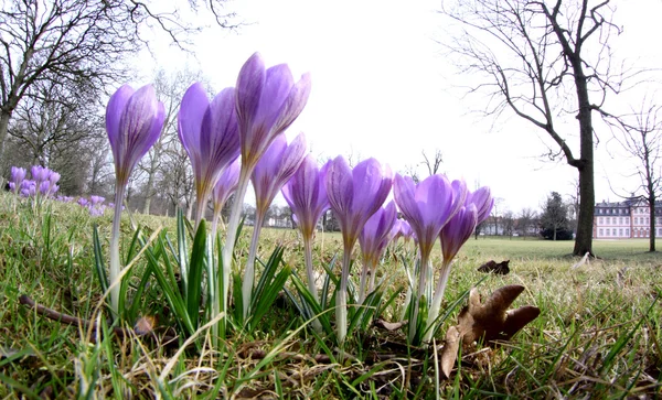Tidigt på våren crocus blommor — Stockfoto