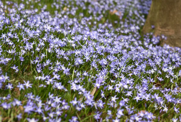 Blaue Frühlingsblumen — Stockfoto