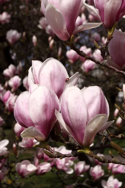 Magnolia floreciente — Foto de Stock
