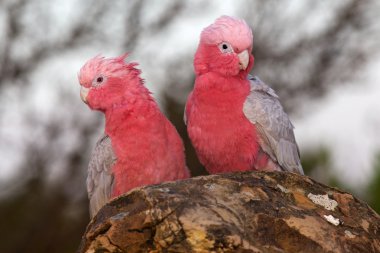 galah çifti