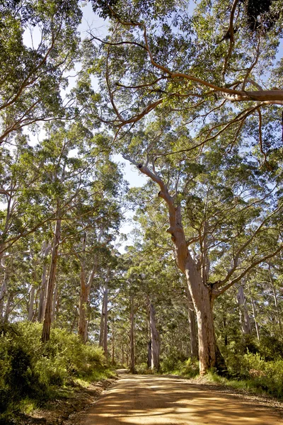Australijski lasu — Zdjęcie stockowe