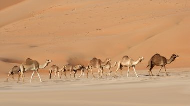 Empty Quarter Camels clipart
