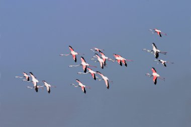 Greater Flamingos clipart