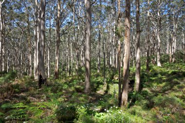 Leeuwin-Naturaliste Forest clipart