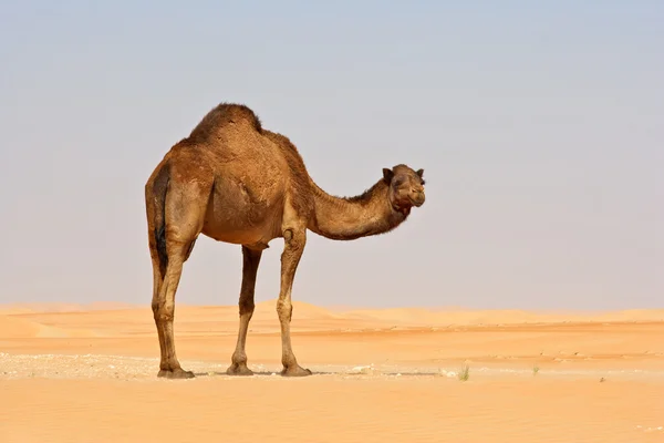Lege kwartaal kameel — Stockfoto