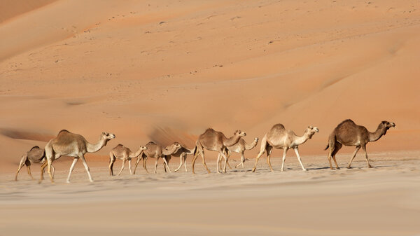 Empty Quarter Camels