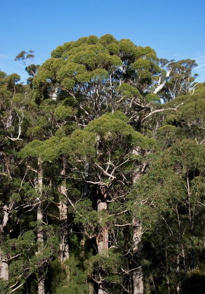 Prickelnder Wald — Stockfoto