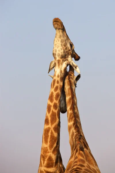 Giraffes Necking — Stock Photo, Image