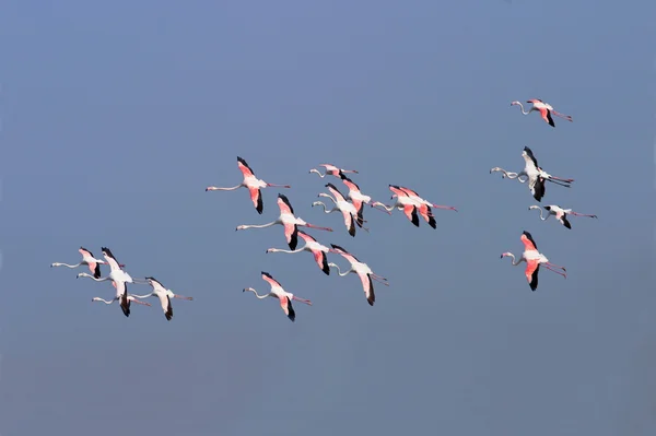 stock image Greater Flamingos