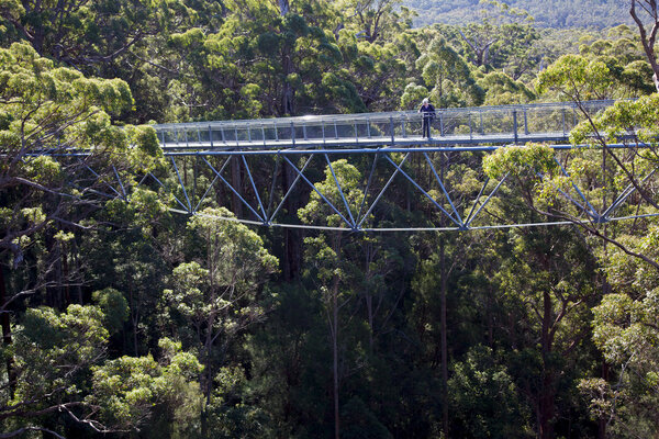 Верхушка дерева
