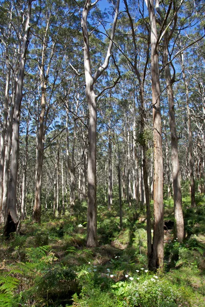 Leeuwin-naturaliste-erdő — Stock Fotó