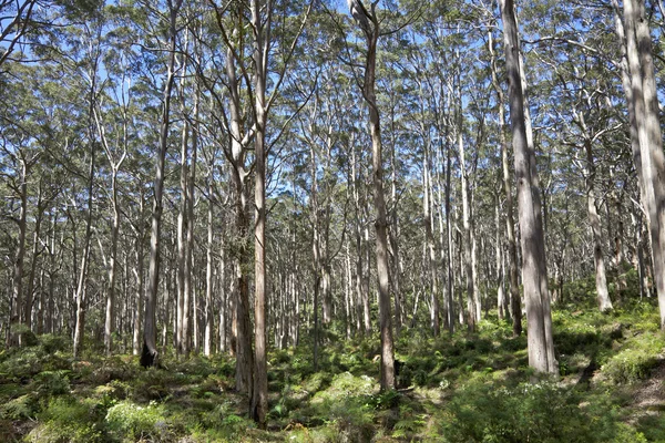 Leeuwin-naturaliste skog — Stockfoto