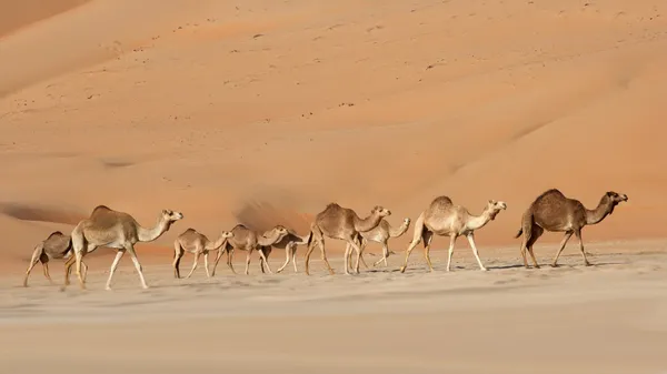 ルブアルハリ砂漠のラクダ ロイヤリティフリーのストック画像