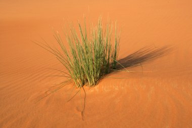 Dune vegetation clipart