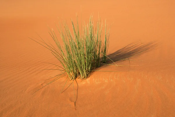 stock image Dune vegetation