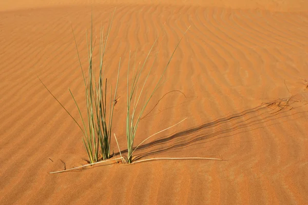 stock image Dune vegetation