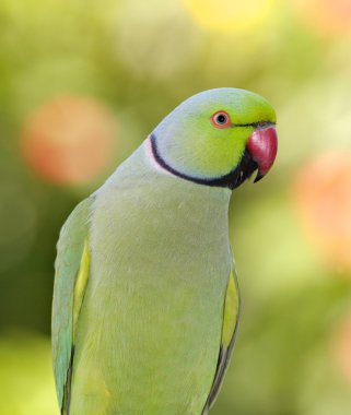 Ringnecked Parakeet clipart