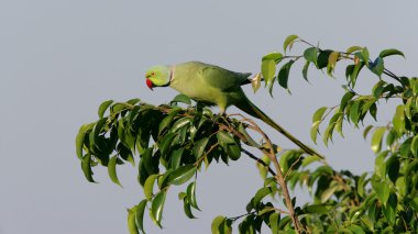 Ringnecked Parakeet clipart