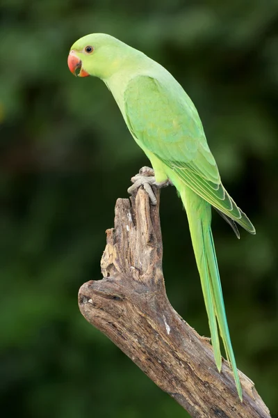 Ringnecked papagáj — Stock Fotó