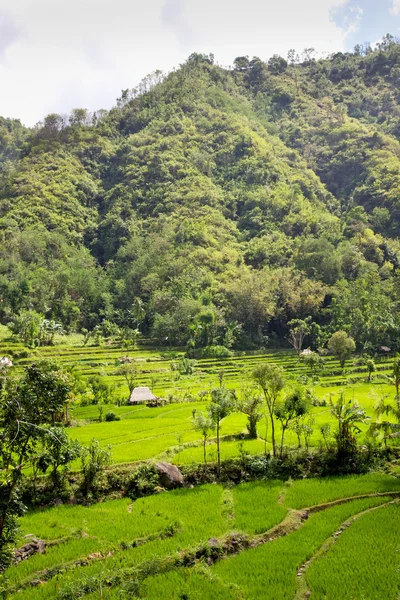 Балі рисові тераси — стокове фото