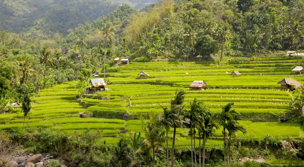 Tarasy ryżowe w Bali — Zdjęcie stockowe