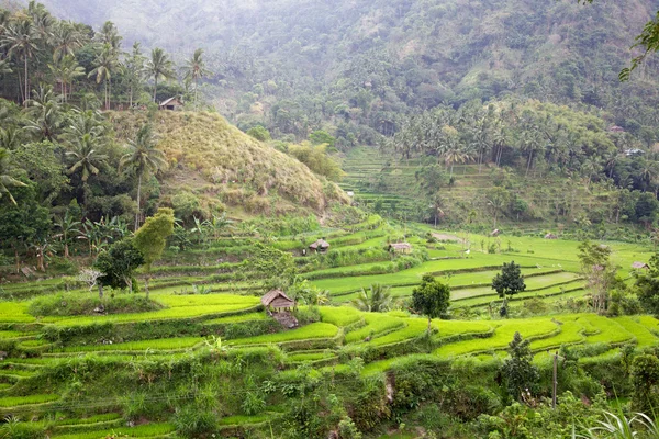 Bali Rice Terraces — Stock Photo, Image