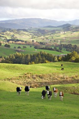 New Zealand Cows clipart