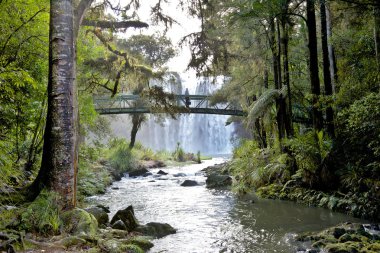 Whangarei Falls clipart