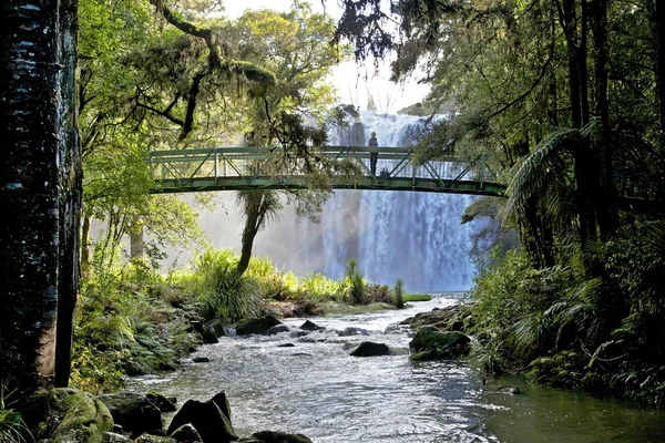 stock image Whangarei Falls