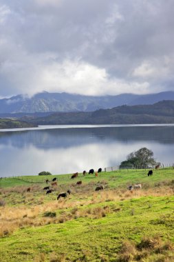 hokianga Limanı çayır