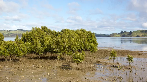 Hokianga hamnen mangrove — Stockfoto
