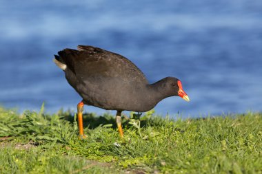 esmer moorhen