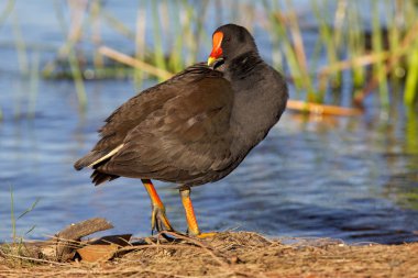 esmer moorhen