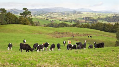 New Zealand Cows clipart