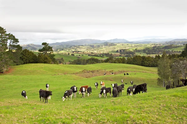 Vacas de Nueva Zelanda —  Fotos de Stock