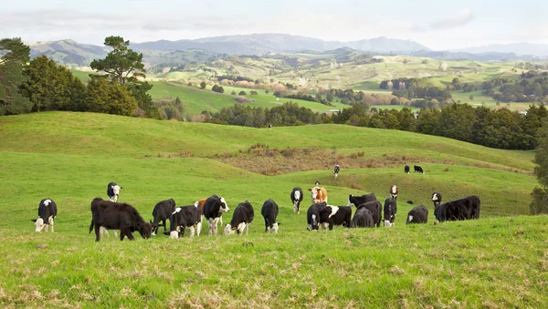 Vacche della Nuova Zelanda — Foto Stock