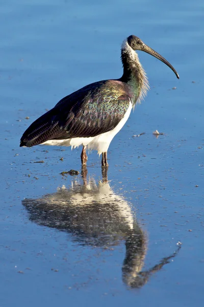 Sláma muchlal ibis — Stock fotografie