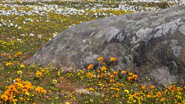 Wildflowers and Lichen — Stock Photo, Image