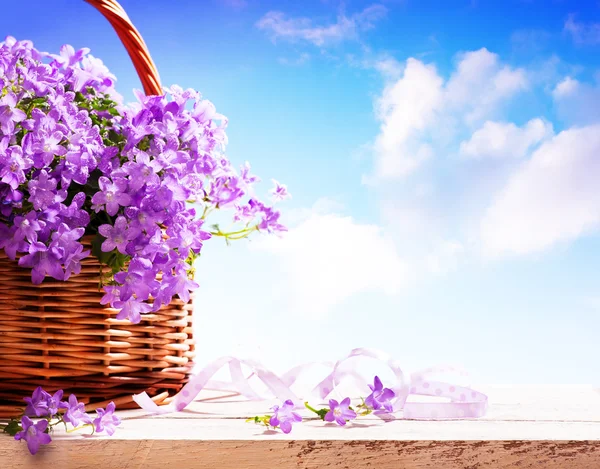 Blauglocken Frühlingsblumen in einem Korb — Stockfoto