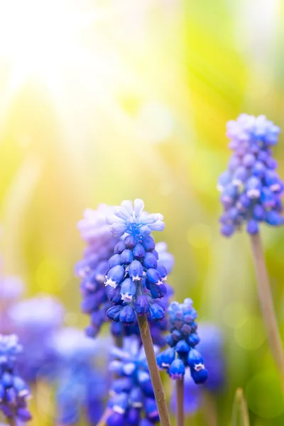 Art beautiful spring flowers background — Stock Photo, Image