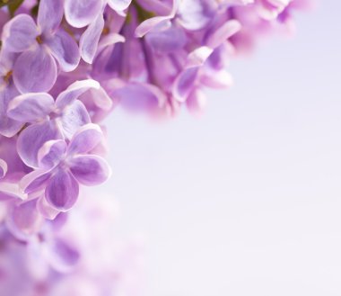 Art lilac flowers background clipart